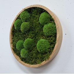 Mosbillede i mosmix 003